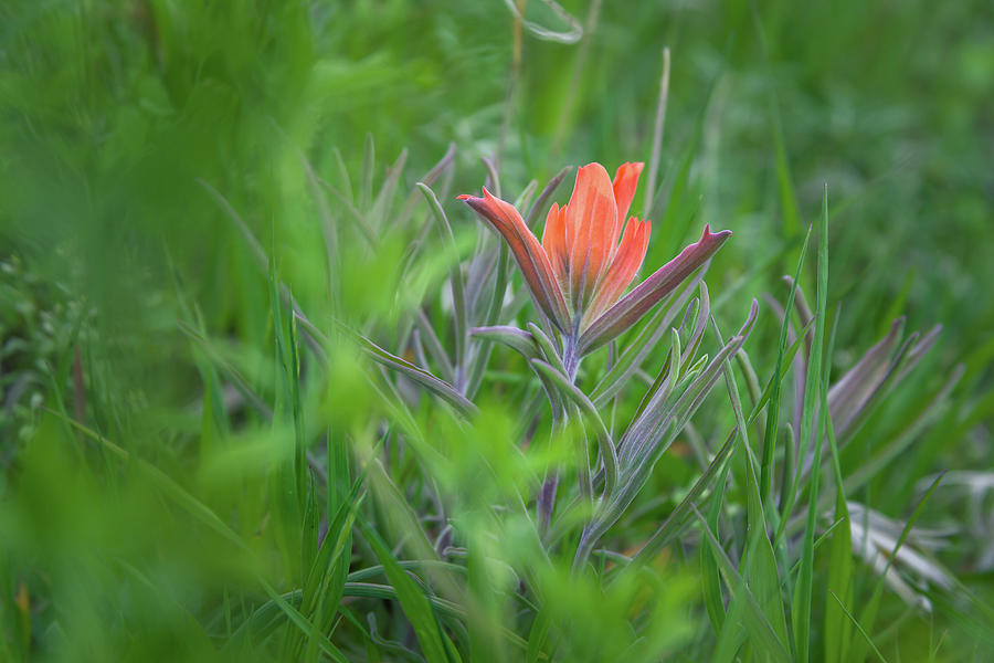 Orange Paintbrush Wildflower by Jeanette Fellows Orange Paintbrush Wildflower by Jeanette Fellows