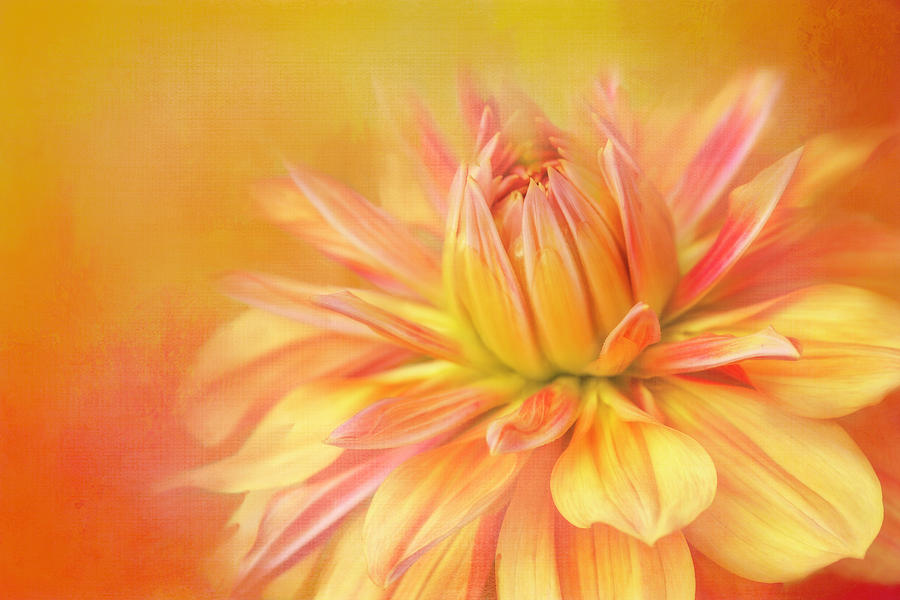 Texture Digital Art - Orange Painted Dahlia by Terry Davis Texture Digital Art - Orange Painted Dahlia by Terry Davis