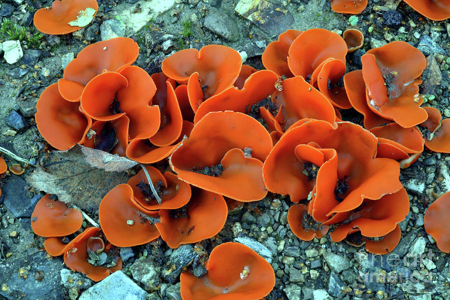 Orange Peel Fungi (aleuria Aurantia) Photograph by Dr Keith Wheeler/science Photo Library