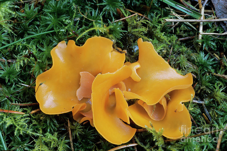 Nature Photograph - Orange Peel Fungi by John Wright/science Photo Library