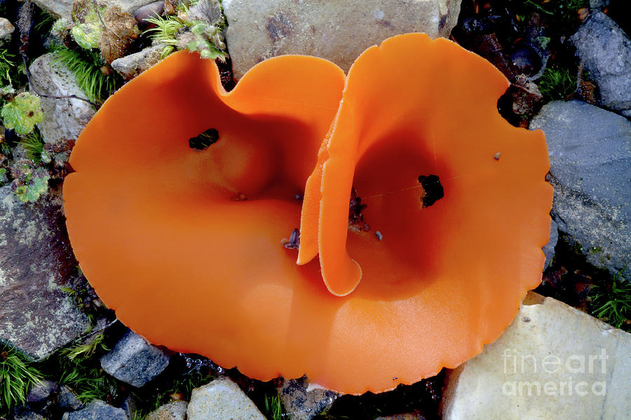 Orange Peel Fungus (aleuria Aurantia) Photograph by Dr Keith Wheeler/science Photo Library