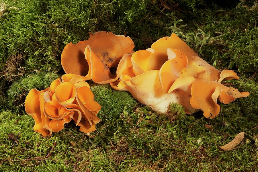 Orange Peel Fungus Photograph by Feiler Fotodesign