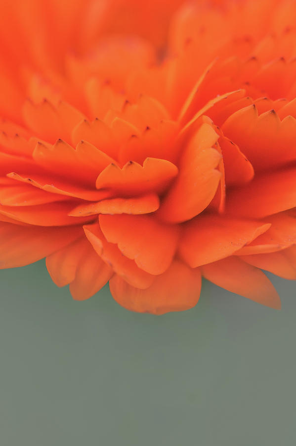 Orange Petals Photograph