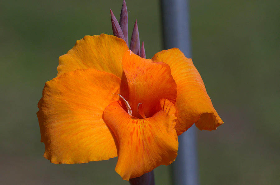Orange Canna Lily Photograph by TeeMack