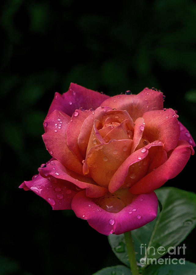 Orange-pink Rose by Annerose Walz Orange-pink Rose by Annerose Walz