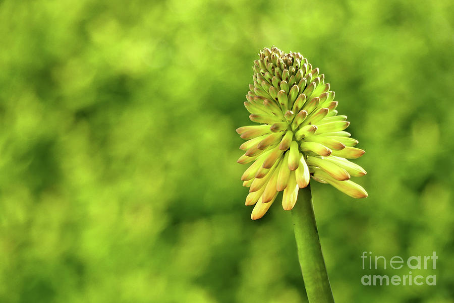 Orange Poker Flower Photograph by Amy Dundon