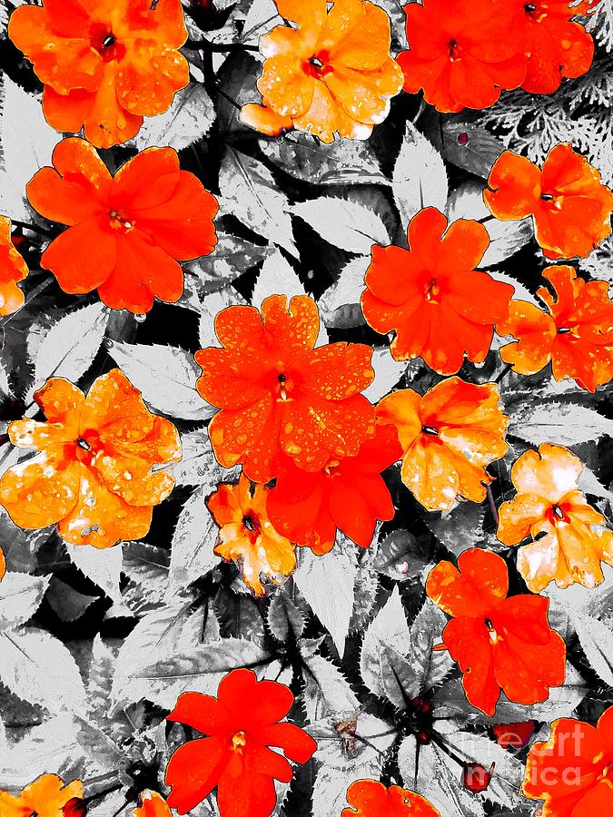 Abstract Photograph - Orange Pop by Robert Coon Jr