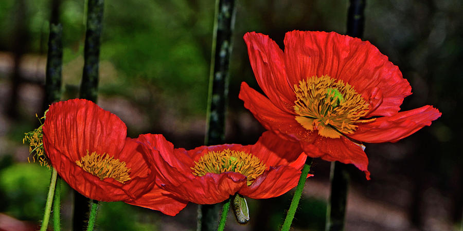 Orange Poppies 004 Photograph by George Bostian