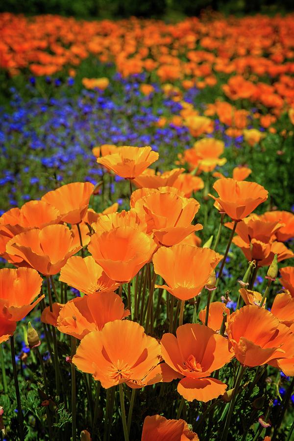 Orange Poppies in a Sea of Blue Photograph by Lynn Bauer