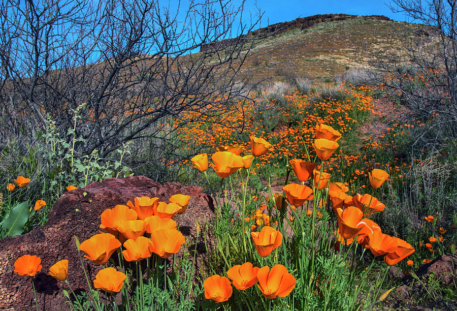 Orange Poppies in the spring time in central Arizona USA Photograph by Dave Dilli