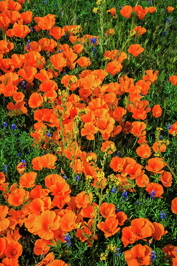 Orange Poppies of the California Superbloom of 2019 Photograph by Lynn Bauer