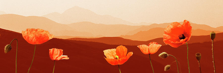 Orange Poppies Tuscany Italy Photograph by Maarten Wouters