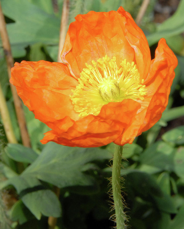 Poppy Photograph - Orange Poppy by Angela Nicholas
