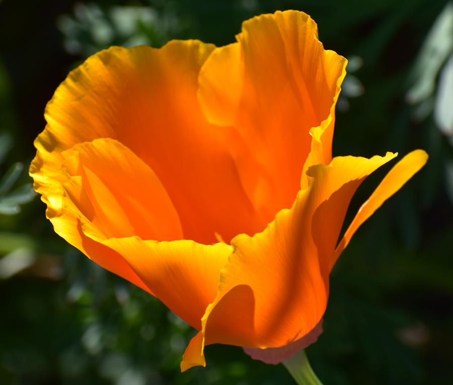Orange Poppy Photograph by Jimmy Chuck Smith