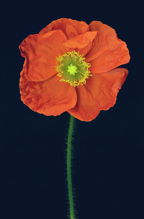 Orange Poppy Photograph by John Grant