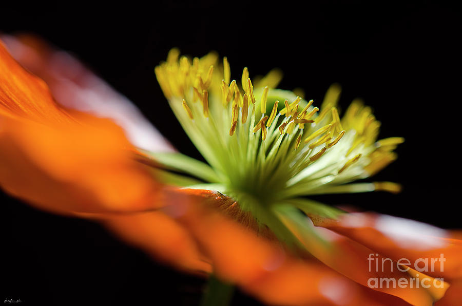 Flower Photograph - Close Up by Nicole Markmann Nelson Flower Photograph - Close Up by Nicole Markmann Nelson
