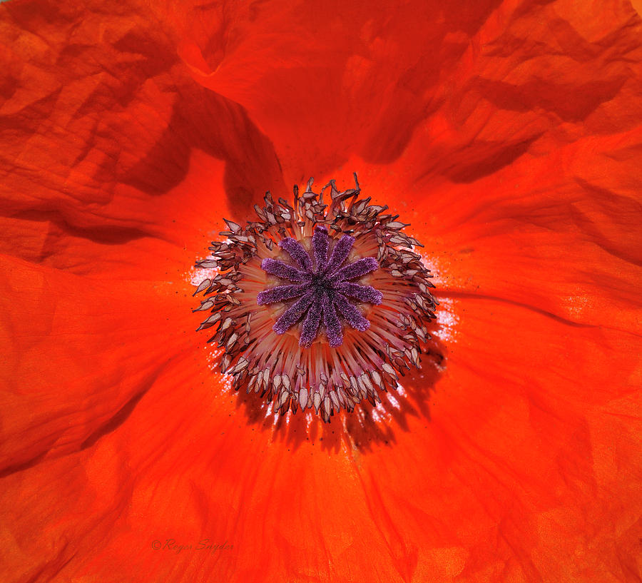 Orange Poppy  Photograph by Roger Snyder