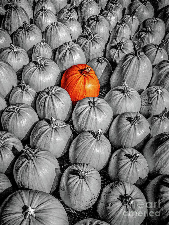 Orange Pumpkin Photograph by Phil Perkins