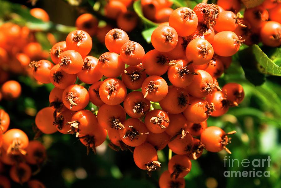 Orange Pyracantha Berries Photograph by Mark Williamson/science Photo Library