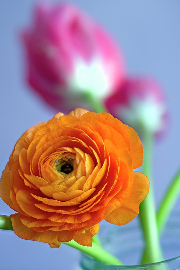Orange Ranunculus close-up Photograph by Dr. Martin Baumgrtner