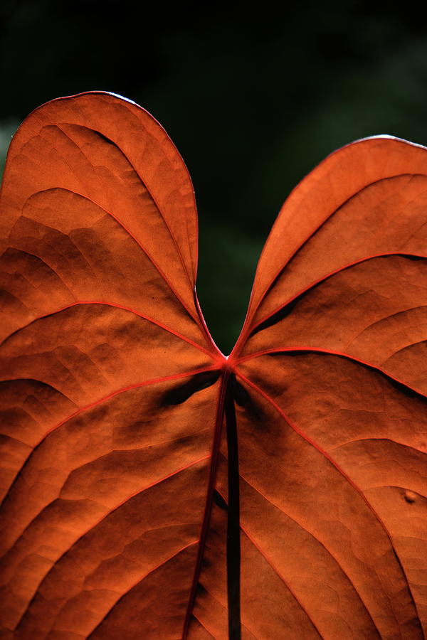 Orange Red Anthurium Leaf Photograph