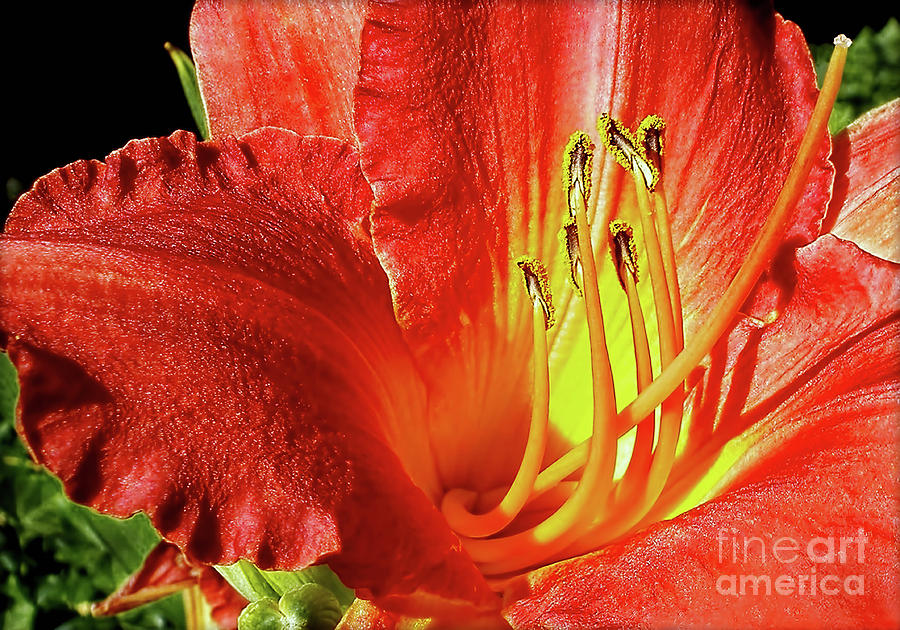 Lily Photograph - Orange-Red Day Lily by Kaye Menner