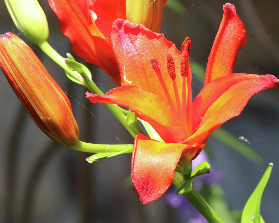 Orange Red Lilies Photograph by Arvin Miner