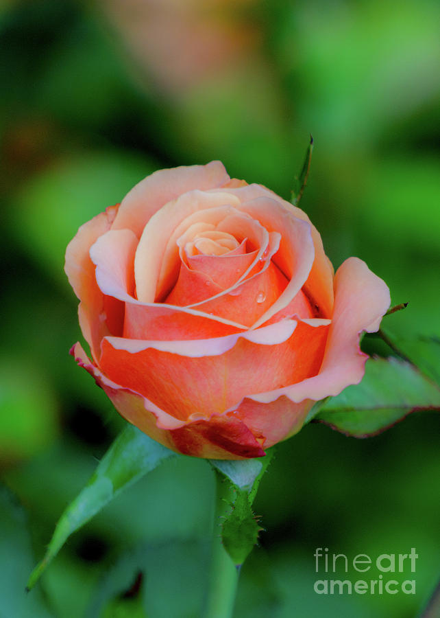 Orange-red Rose by Annerose Walz Orange-red Rose by Annerose Walz