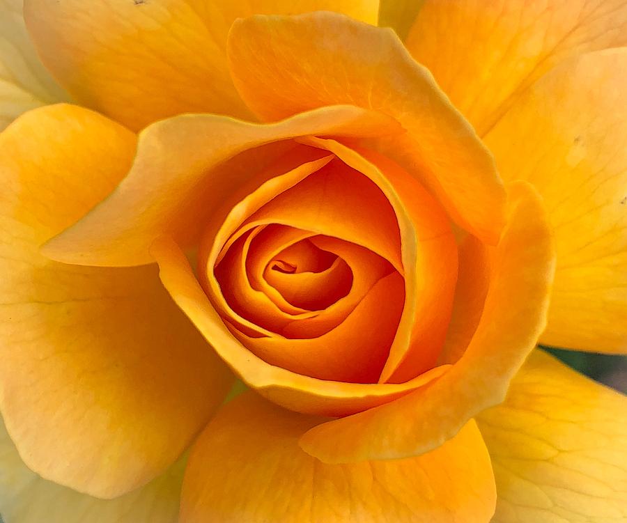 Orange Rose Photograph by Anamar Pictures