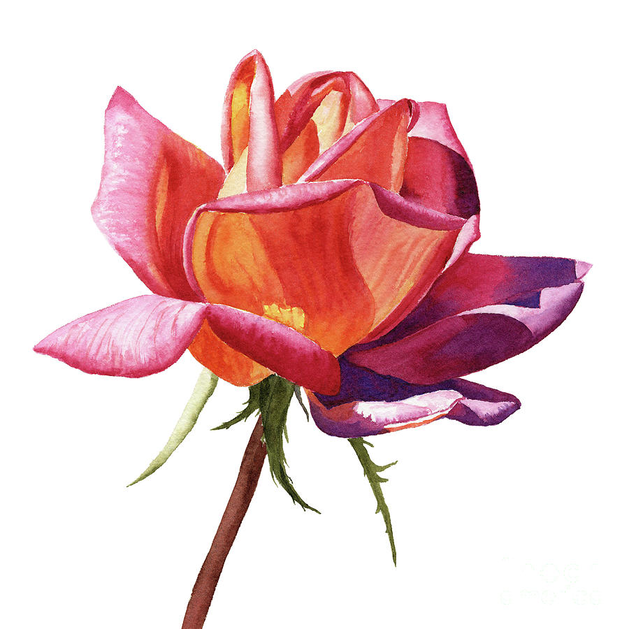 Rose Painting - Orange Rose Bud with Purple Shadows by Sharon Freeman