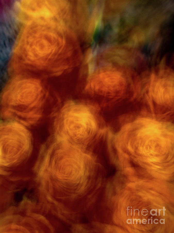 Orange rose flower abstract Photograph by Phillip Rubino