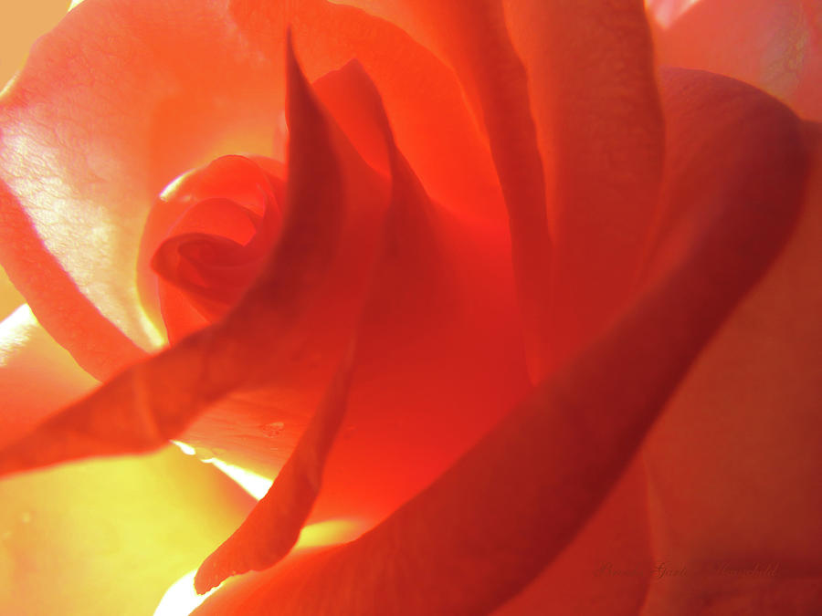 Red Orange Yellow Rose Swirl - Rose Super Macro - Floral Photography ...