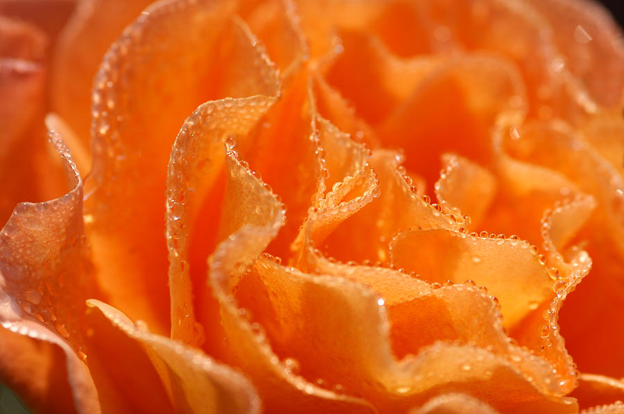 Orange Rose With Raindrops Photograph by Schnuddel