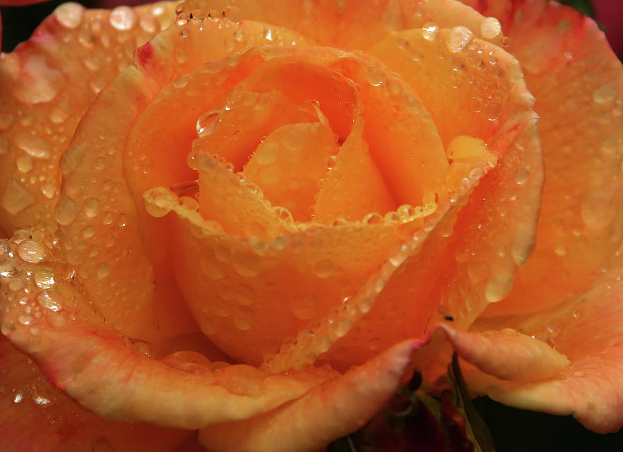 Orange rose with raindrops Photograph by Steve Estvanik