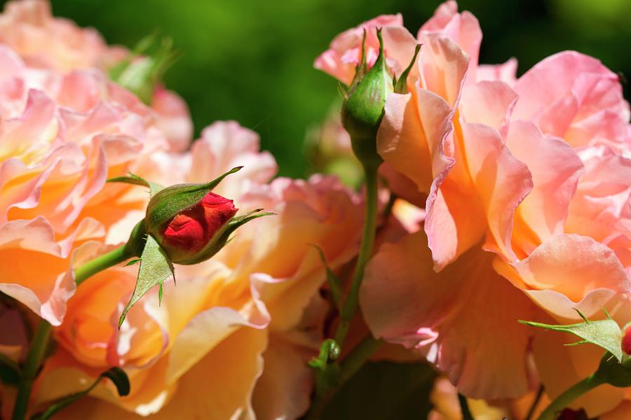 Orange Roses In The Garden, In Bloom And In Bud Photograph by Lutt, Carine