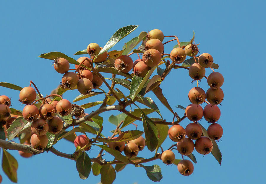Orange Rowan Berries by Cate Franklyn Orange Rowan Berries by Cate Franklyn