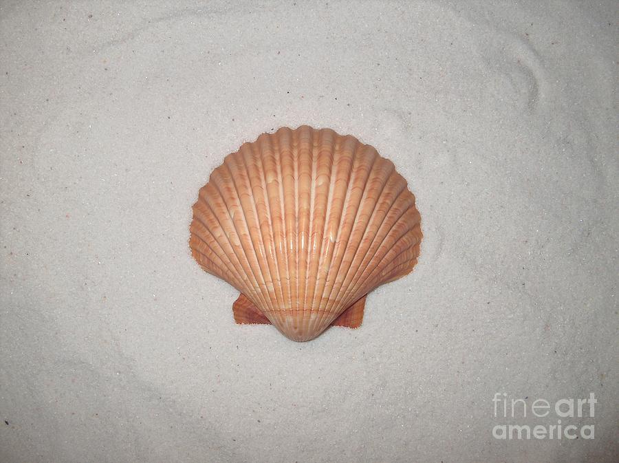 Top View of Orange Seashell on White Florida Sand Photograph by