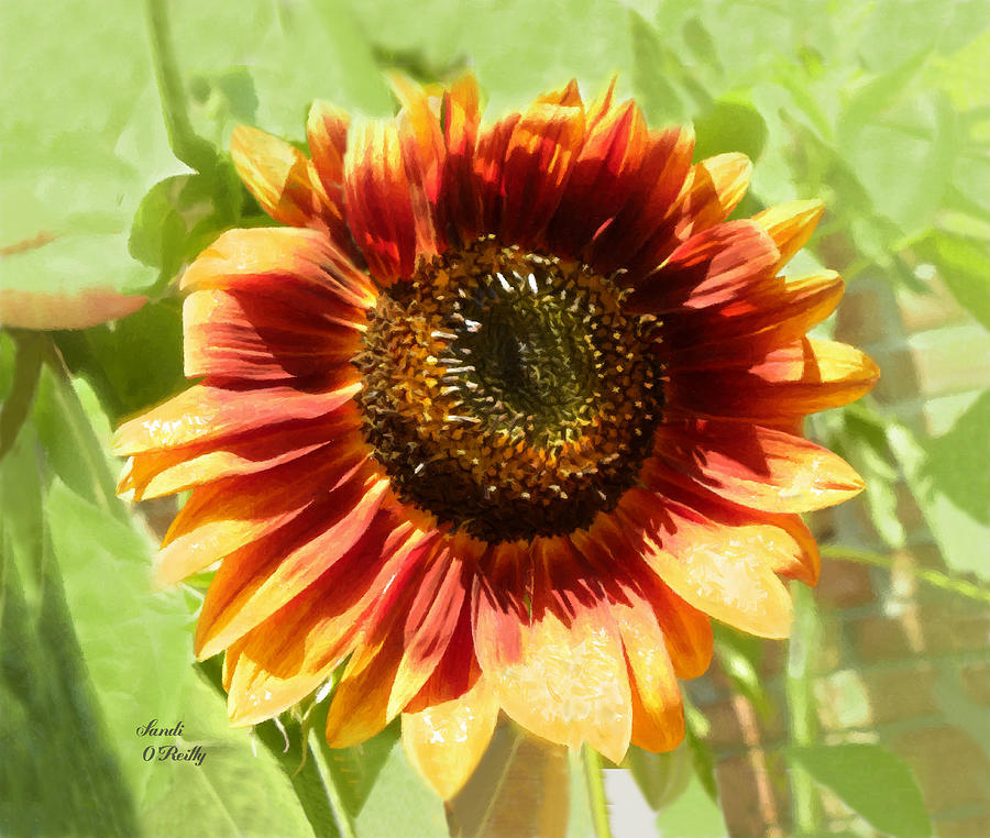 Orange Shaded Sunflower Painted Photograph by Sandi OReilly