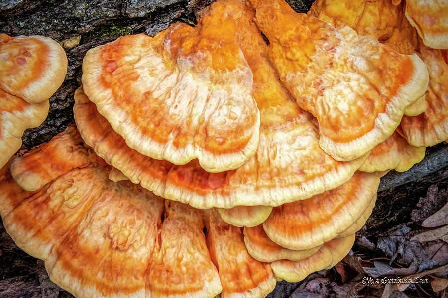 Orange Shelf Fungus Photograph by LeeAnn McLaneGoetz McLaneGoetzStudioLLCcom