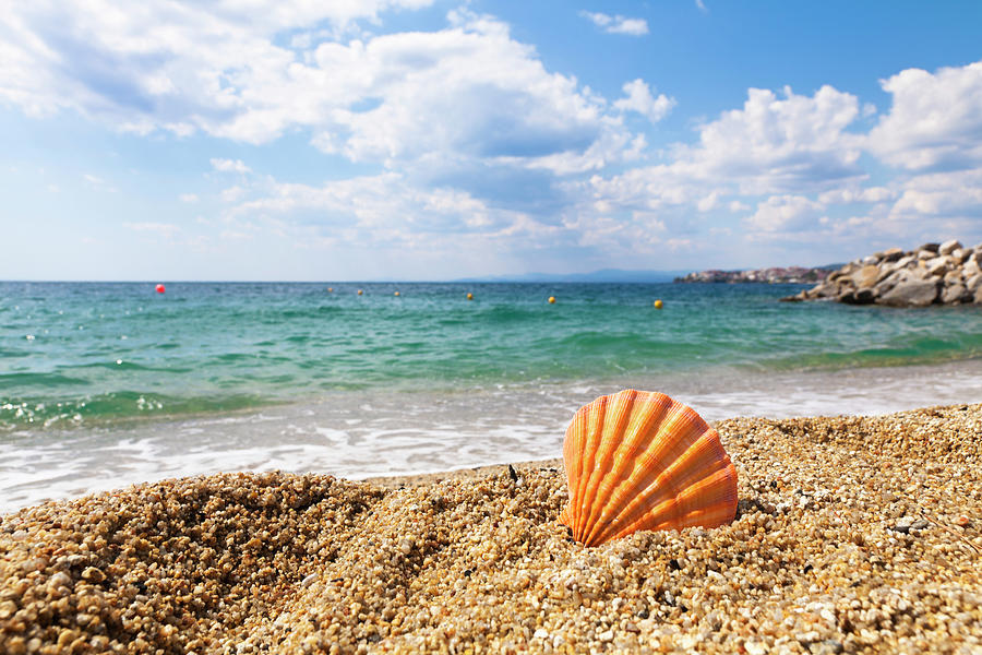 Orange Shell On The Ocean Shore. Summer Photograph by Petreplesea