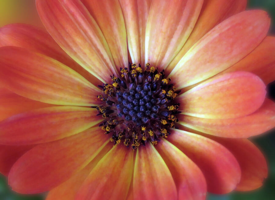 Orange Spanish Daisy Closeup Photograph by Johanna Hurmerinta