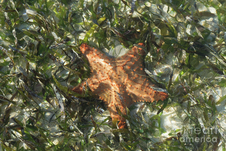 Orange Starfish by Randall Saltys Orange Starfish by Randall Saltys