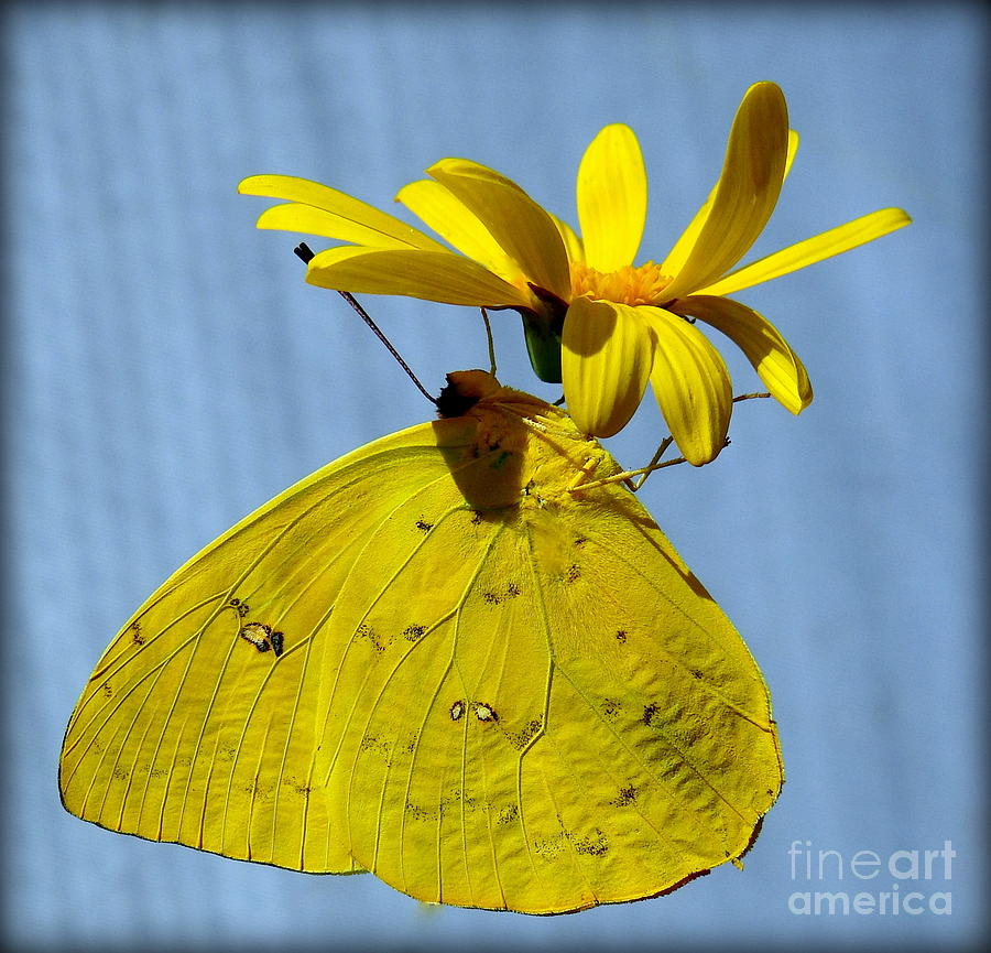 Orange Sulphur Butterfly Photograph by Carol Komassa