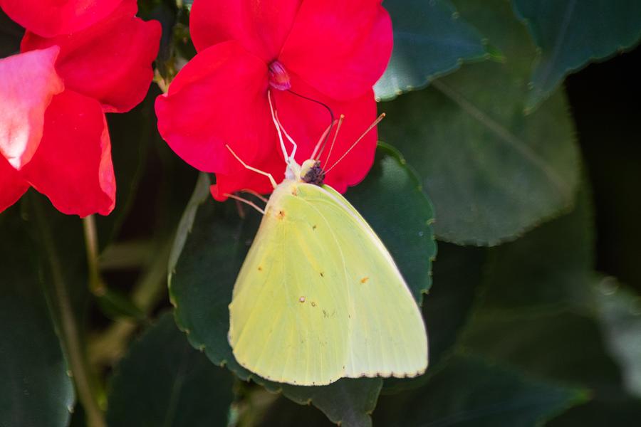 Butterfly Photograph - Orange Sulphur Butterfly on Impatiens 2 by Mary Ann Artz
