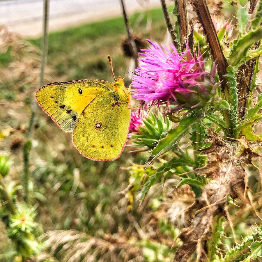  Orange Sulphur Butterfly on Thistle Photograph by Jame Hayes