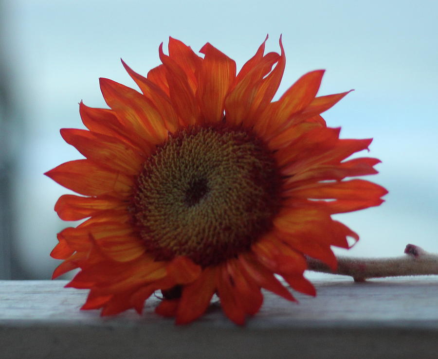 Orange Sunflower 3 Photograph