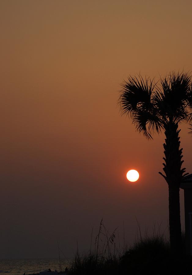 Orange Sunset With Palm and Sea Grass Photograph by Dennis Schmidt