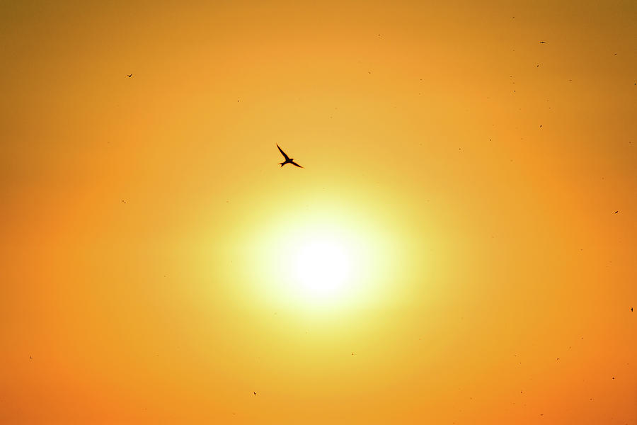 Orange swallows Photograph by Luis GA