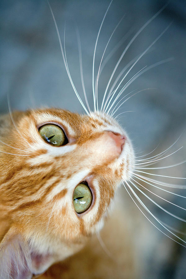 Orange Tabby Cat Photograph by Lisa Marie Thompson