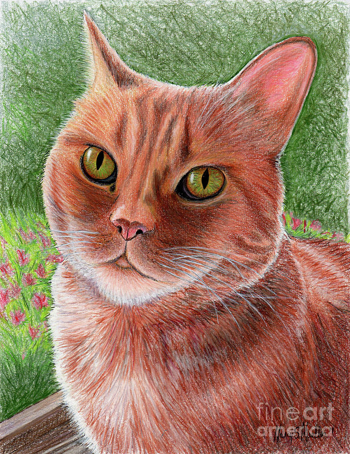 Orange Tabby Cat Drawing by Nancy Mueller Pixels